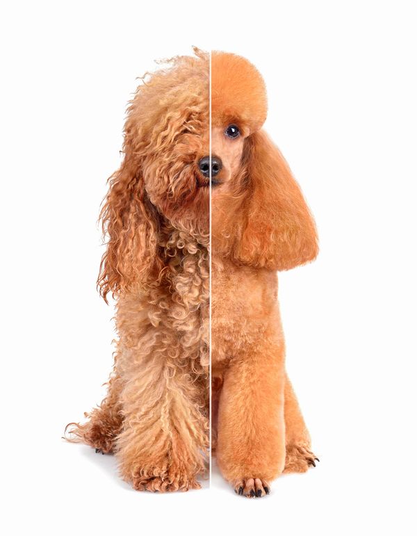 Poodle half curly and half groomed.