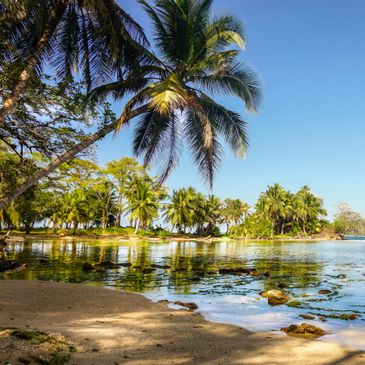 Tropical beach with palm trees and calm water under clear blue sky.