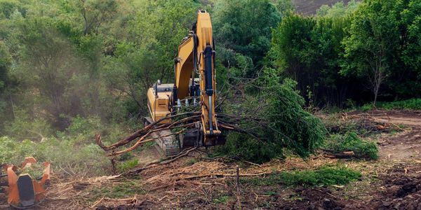 Excavator clearing trees and brush.