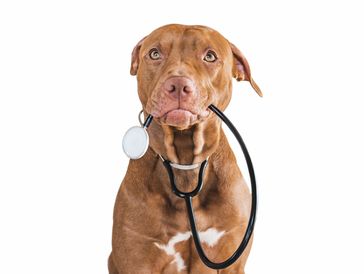 Brown dog holding a stethoscope in its mouth against a white background.