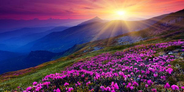 Sunset over a mountain meadow filled with vibrant pink flowers.