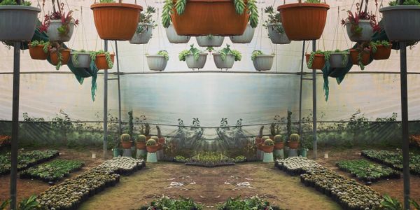 Symmetrical greenhouse with hanging and potted plants.