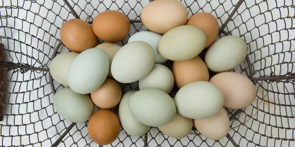 A wire basket filled with brown and pale green eggs.