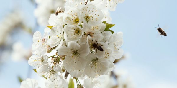 White blossoms with bees collecting nectar on a sunny day.