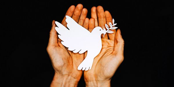 Hands holding a white dove with an olive branch, symbolizing peace.