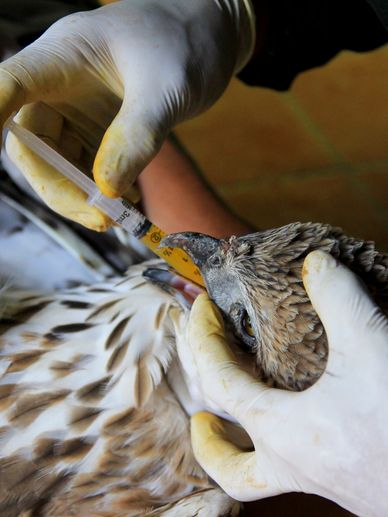 Rehabilitation services for birds and other wildlife in Somerset, Kentucky.