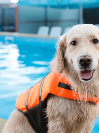 Golden retriever wearing an orange life jacket by a pool.