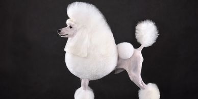 Elegant white poodle with a classic show cut stands poised against a dark background.