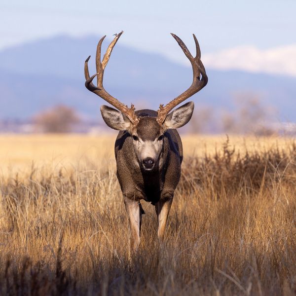 A majestic deer with large antlers standing in a dry grassy field.
