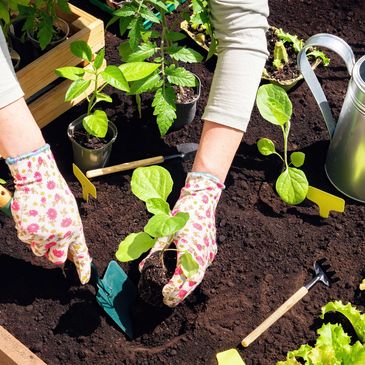 Person planting young seedlings in a garden bed with gardening tools and watering can nearby.