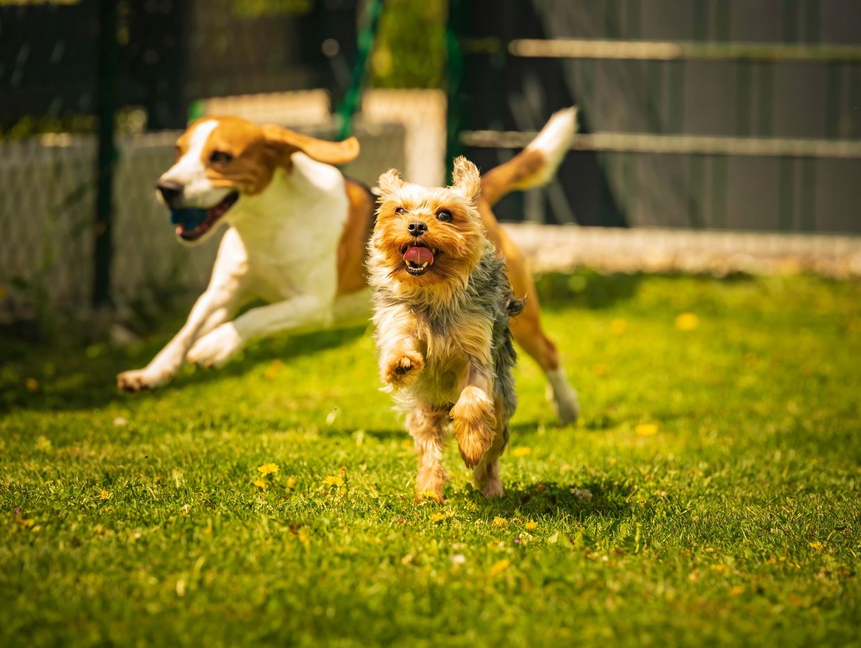 Two dogs happily running on grass in a fenced yard.