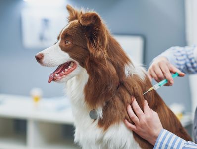 A brown and white dog receiving an injection from a veterinarian.