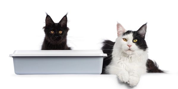 Cats need love too! Woofs with Joy not only cares for your canine buddies but your feline fur friends too!