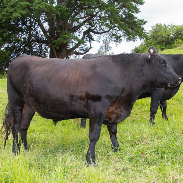 A black cow standing in a grassy field.