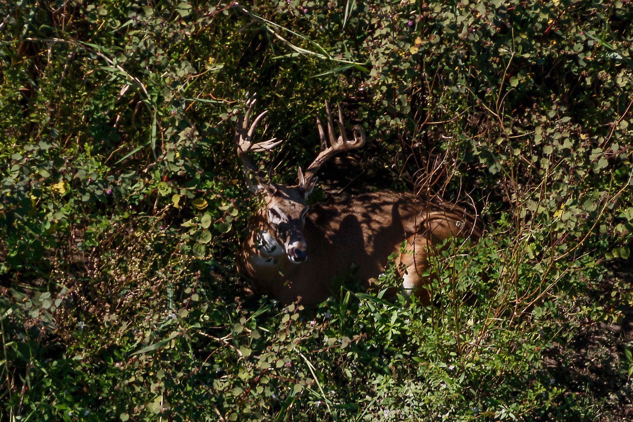 Deer (Buck) hiding in thick brush, captured by a drone.