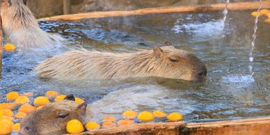 日本的療癒溫泉旅遊