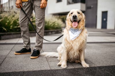 Golden retriever with a bandana sitting next to its owner on a city sidewalk.