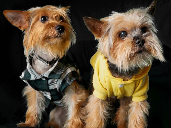 Two Yorkshire Terriers wearing cozy outfits, one in plaid and the other in yellow.