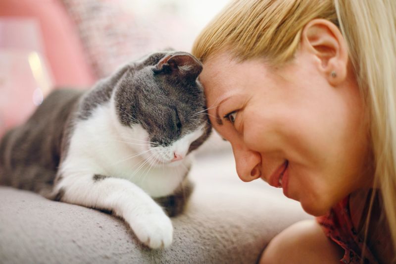 Adorable domestic cut is cuddling and kissing with her pet owner at home. Authentic scene, genuine emotions.