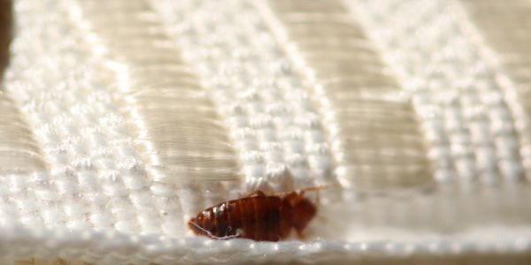 Close-up of a small brown insect on white textured fabric.