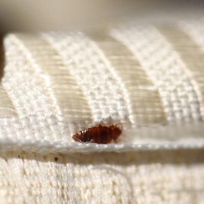 Close-up of a bed bug on fabric.