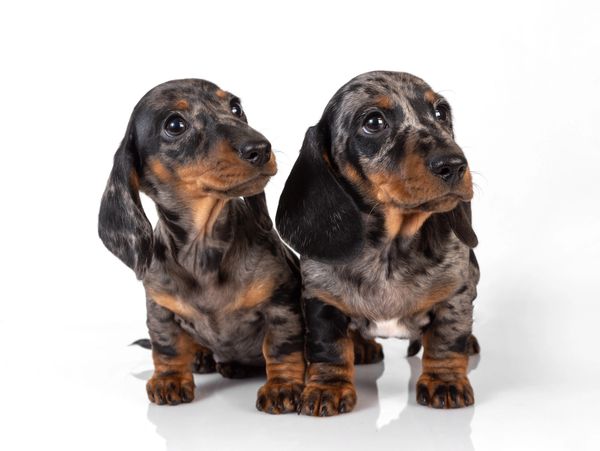 Two adorable dapple dachshund puppies sitting side by side against a white background.