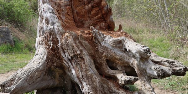 A large, weathered tree stump surrounded by greenery and rocks.