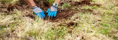Hands with blue gloves planting a small seedling in soil.