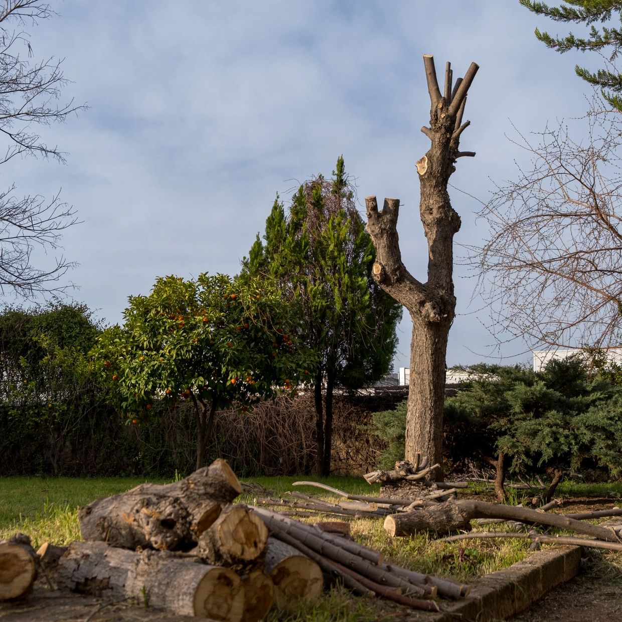 Tree in the process of being removed 