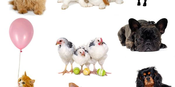 Various pets including dogs, cats, and chickens on a white background.