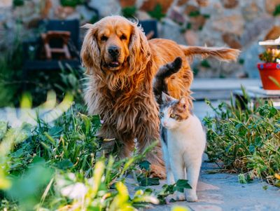 Golden retriever and cat walking together outside.