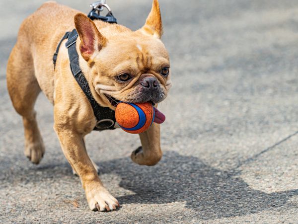A French Bulldog carrying a blue and orange ball in its mouth.