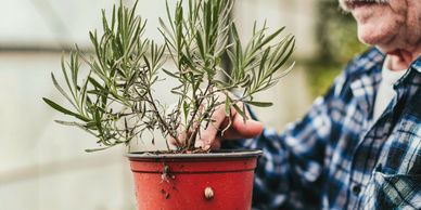 An elderly man tending to a potted plant indoors.