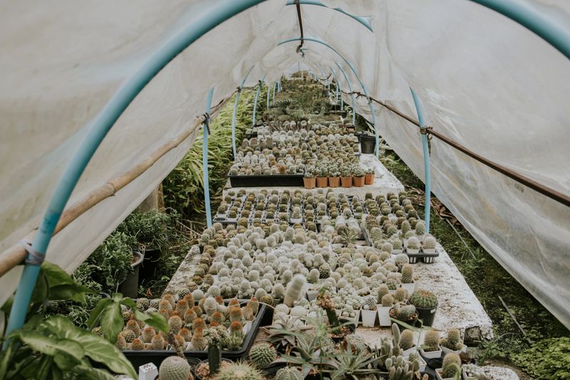 Cactus in green house, planting and growing, ready to sell.