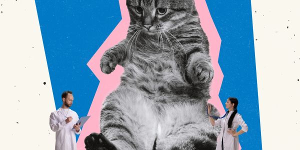 Two veterinarians examining a giant cat in a colorful abstract background.