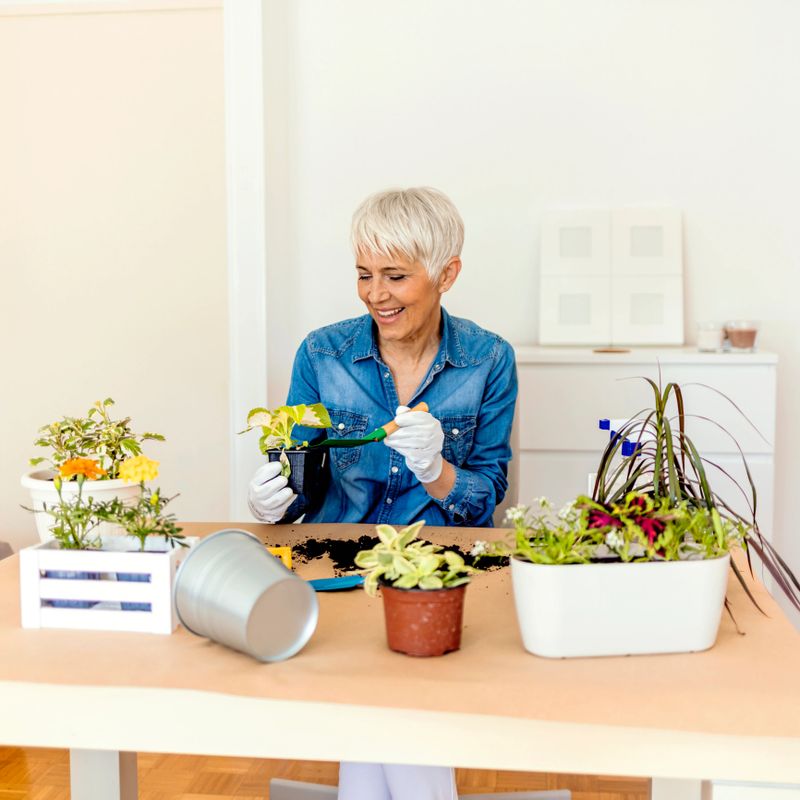 Photo of happy Caucasian mature woman doing some planting at home with her colorful plants. Grey haired woman taking care of the plants in the living room. Planting houseplants indoors.