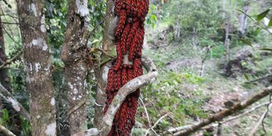 Cluster of red caterpillars on a tree branch in a forest.