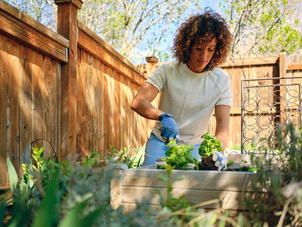 Woman gardening in a backyard planter box.