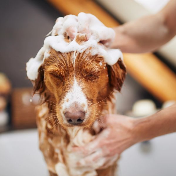Wet dog being bathed with soap foam on its head.