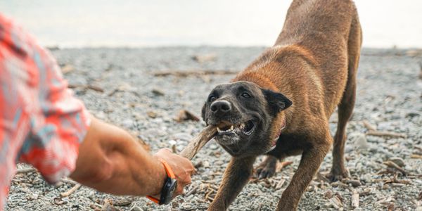 A dog plays tug-of-war with a person on a rocky beach.