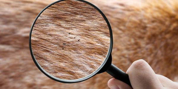 Magnified view of ticks on animal fur.