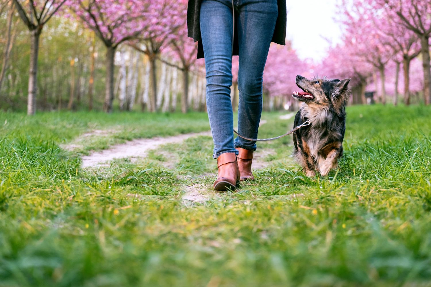 Person walking a dog on a grassy path with pink blossoming trees.