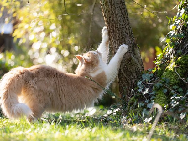 A cat scratching a tree trunk.
