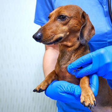Veterinarian examining a dachshund with a stethoscope.