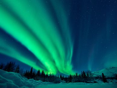 Northern Lights illuminating a snowy forest night.