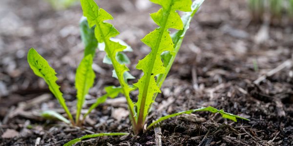 Young green dandelion plants growing in soil.