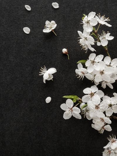 White blossoms and petals scattered on a dark surface.