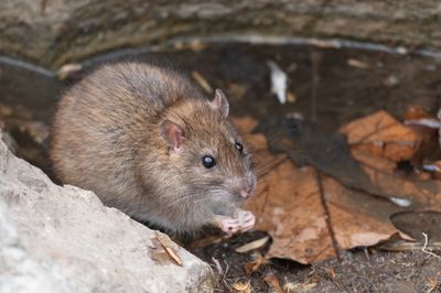 Atlanta’s Veteran-Owned Rat Control Company