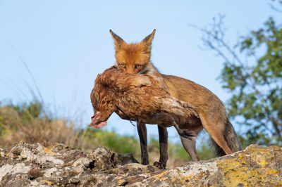 Fox carrying prey in its mouth.