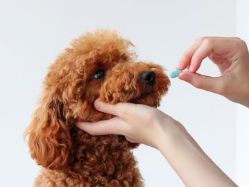 Dog, medicine, Golden Doodle, pills, daycare, boarding